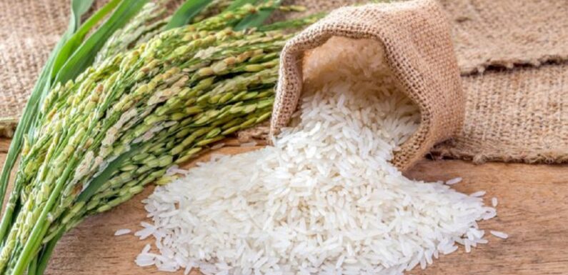  “Tulaipanji” – The Rice that Rises Above the Rest