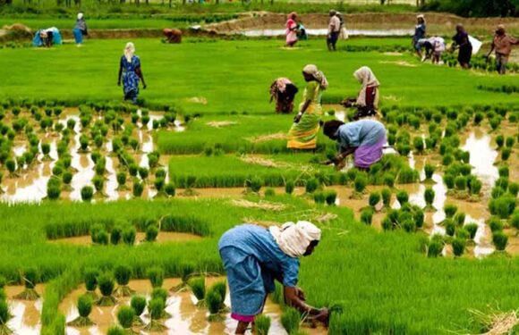  Green Revolution- An Analysis