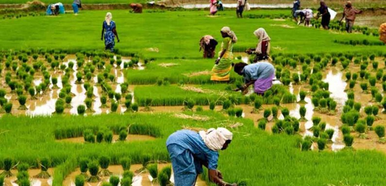  Green Revolution- An Analysis